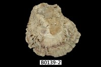 藏品(牡蠣)的圖片